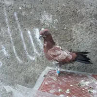 کبوتر‌سنجابی