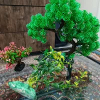 آکواریوم|ماهی|ری, شهادت|دیوار