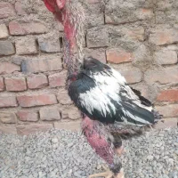 خروس ترک|حیوانات مزرعه|خاش, |دیوار