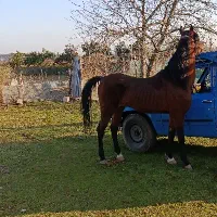 اسب نریان کرد عرب