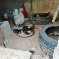 مرغ جوجه دار