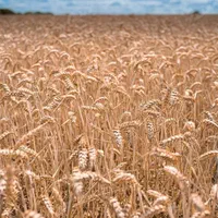 زمین کشاورزی دیم دشت مغان