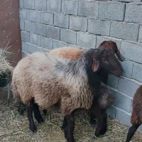 قوچ همو درجه یک و خالص