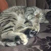 واگذاری گربه مادربابچه هاش