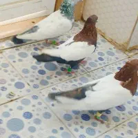 سه تاش  نره هوای هستن