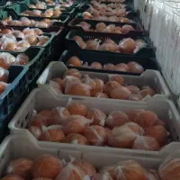 60تن پرتقال تامسون انباری فوق العاده|حراج|قائم‌شهر, |دیوار