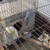 دوجفت پرنده