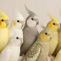 دنیای عروس هلندی نر ماده سخنگو باضمانت ۲۲ساله دستی