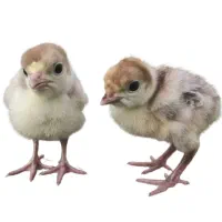 جوجه بوقلمون دان خور شده