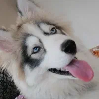 حیوانات قشنگترین هدیه خداوند هستن.