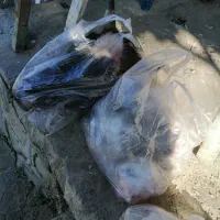 یک دست کلو پا گوساله کشتار امروز