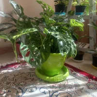 گل وگیاه طبیعی|گل و گیاه طبیعی|مشکیندشت, |دیوار