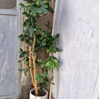 گل های خانگی|گل و گیاه طبیعی|ارومیه, |دیوار