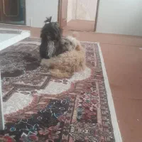 سگ شیتسو کراس|سگ|ارومیه, |دیوار