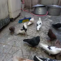 یکتی|حراج|بروجرد, |دیوار