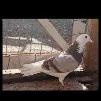 ماده خوشرنگ