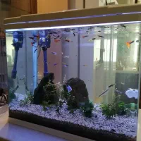 آکواریوم 120 لیتری با ماهی و گیاه طبیعی|ماهی|تهران, پونک|دیوار