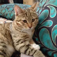 واگذاری رایگان گربه|گربه|مبارکه, |دیوار