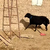 سلام|حیوانات مزرعه|لیلان, |دیوار