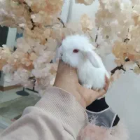 خرگوش های مینی لوپ عروسکی|موش و خرگوش|مشهد, چهاربرج|دیوار