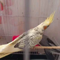 طوطی عروس هلندی|پرنده|اهواز, پردیس|دیوار