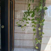 شیشه بری رشیدی