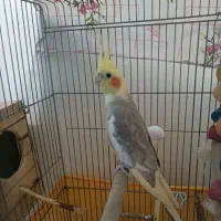 عروس هلندی
