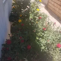 وام