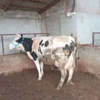 گاو بدون گوساله 30کیلو شیر|حیوانات مزرعه|القجر, |دیوار