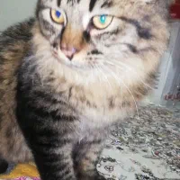 واگذاری گربه|گربه|صدرا-فارس, فاز ۱|دیوار