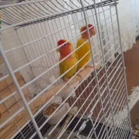 طوطی برزیلی