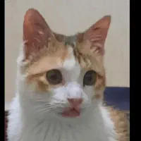 گربه گم شوده ملاصدرا