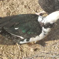 اردک اسرائیلی، بوقلمون|حیوانات مزرعه|سمنان, |دیوار