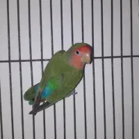 طوطی برزیلی ماده