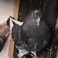 باخت رفته  جوجه بوده