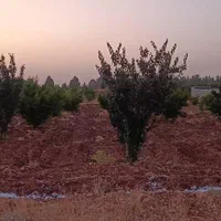 فروش باغ شخصی دالین|فروش خانه و ویلا|شیراز, تاچارا|دیوار