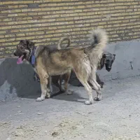 دانا۲۳ماهه|سگ|سراب, |دیوار