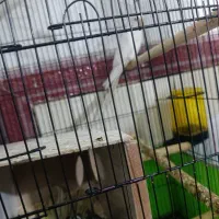 عروس نرماده تضمین تخم جوجه ماده تمام دستی پامر|پرنده|نرماشیر, |دیوار