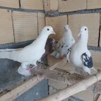 کبوتر|پرنده|مبارکه, |دیوار