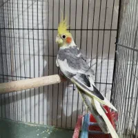 عروس هلندی