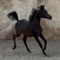 کره نریان عرب ۲سر وارداتی (نوه ی مروان الشقب)|اسب و تجهیزات اسب‌سواری|تهران, چیتگر شمالی|دیوار