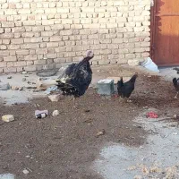 فروش بوقلمون کرچ