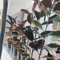 گل فیکوس|گل و گیاه طبیعی|اندیمشک, |دیوار