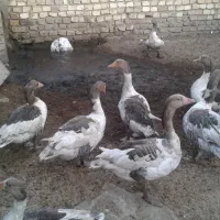 غاز|حیوانات مزرعه|جوادآباد, |دیوار