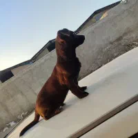 فروش سگ|سگ|ورامین, خیر آباد|دیوار