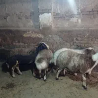 گوسفند فروشی درجه یک