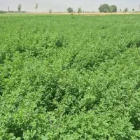 یونجه خشک بدون علف