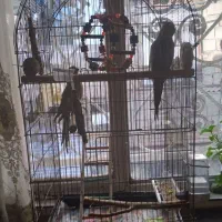 یک جفت عروس هلندی بالغ|پرنده|چهاردانگه (تهران), |دیوار