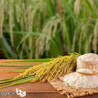 برنج اصل کامفیروزی به شرط پخت