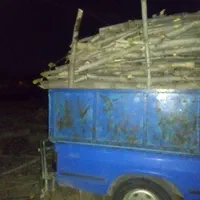 درخت باغ چوب وبیشه چنار گردو وتیرخشگ را خریدارم|خدمات باغبانی و درختکاری|نورآباد, |دیوار